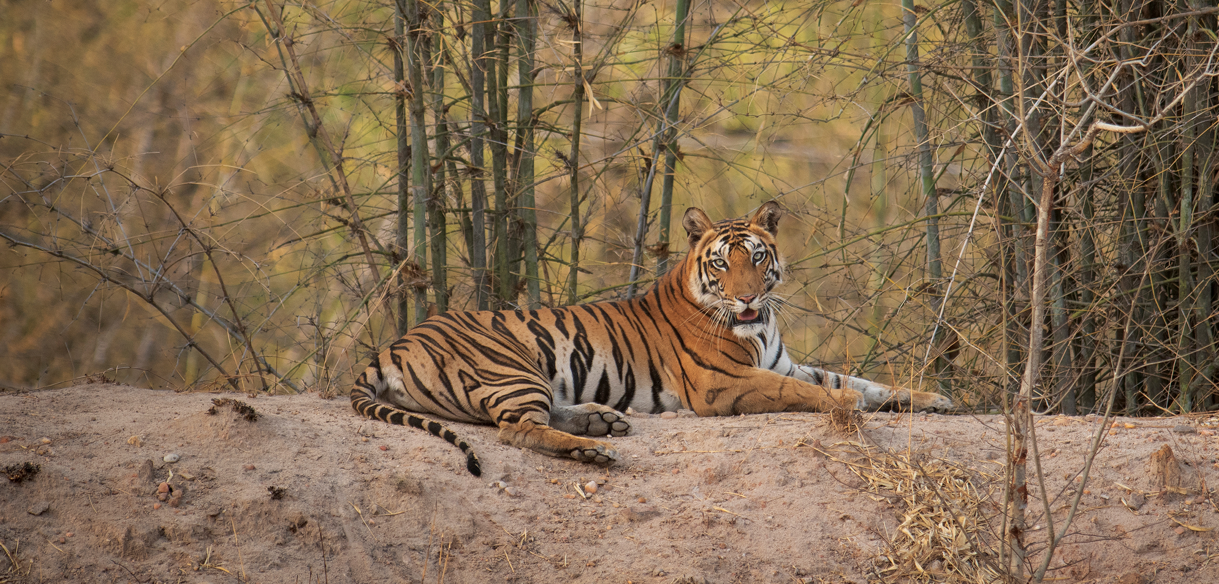 Bandhavgarh